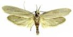 Webbing Clothes Moth Control