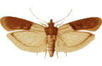 Food Product Moth Control